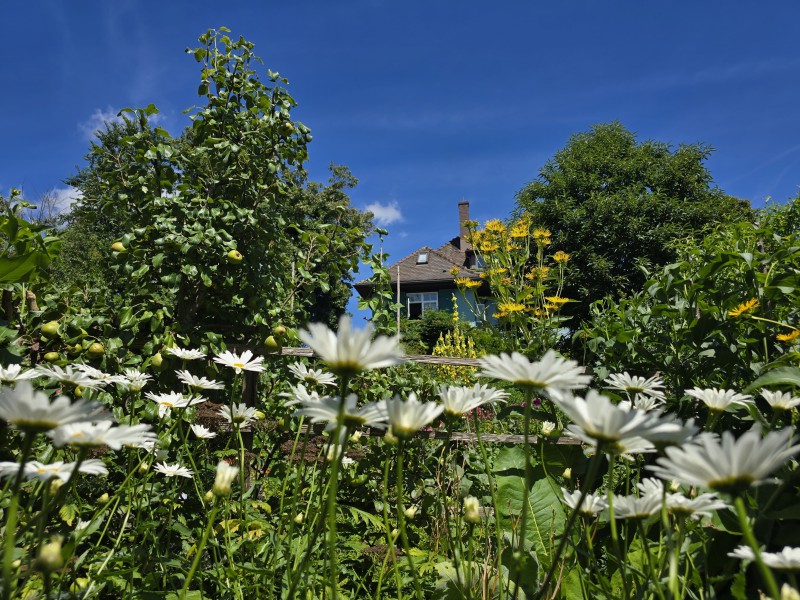 Hermann Hesse Bild 2
